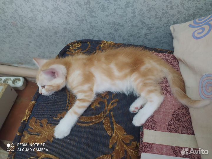 Рыжий мраморный котенок в дар