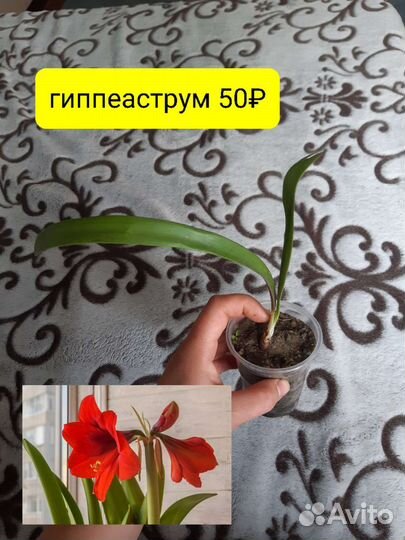 Цветы кактусы