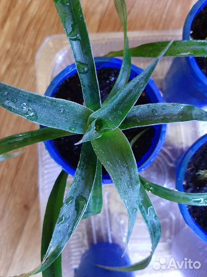 Лимоны и другие комнатные растения