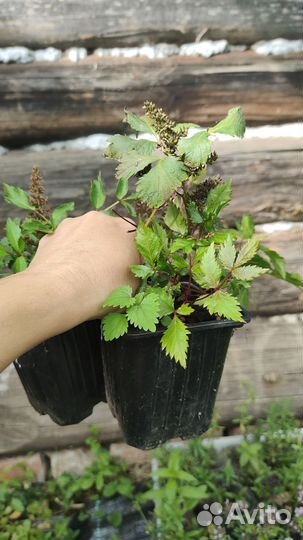 Астильба розовая низкорослая