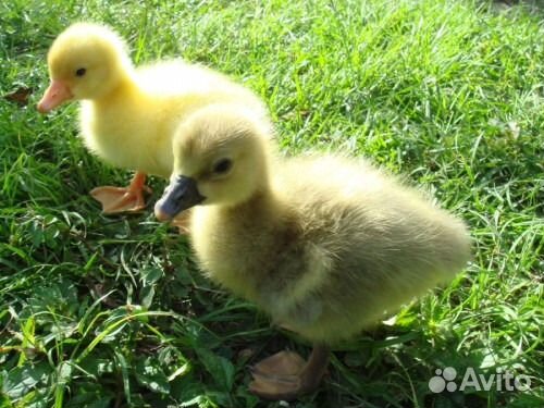 Бройлер суточный, гусята, утята