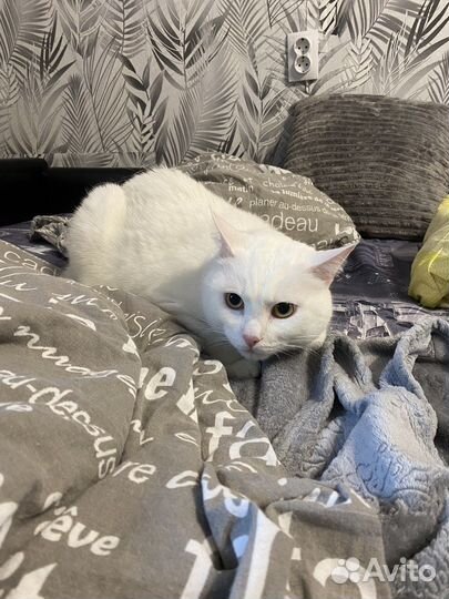 Кот в добрые руки читайте описание
