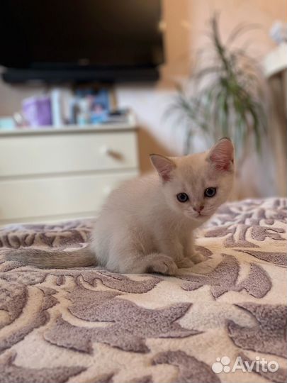 Шотландский котенок мальчик