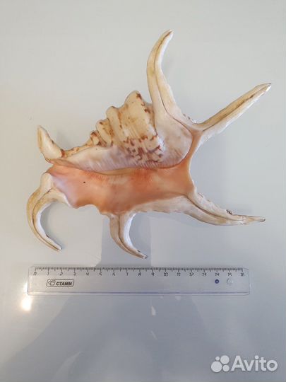 Ракушка морская большая