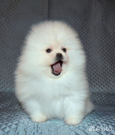 Шикарные девчульки-лапотульки