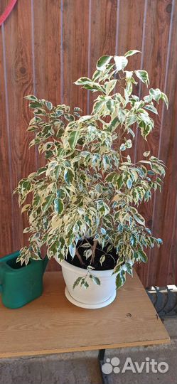 Фикус бенджамина
