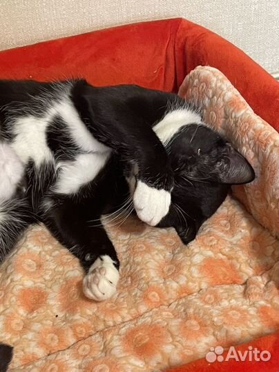 Котенок