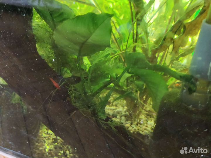 Аквариумные рыбки и растения