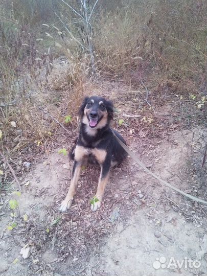 Девочка в поисках дома