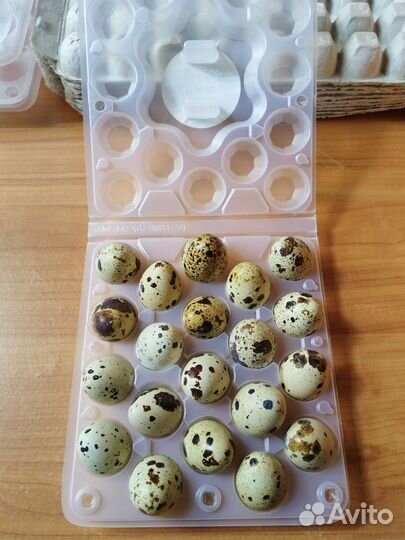 Яйца перепелиные домашние