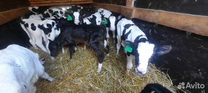 Бычки телята