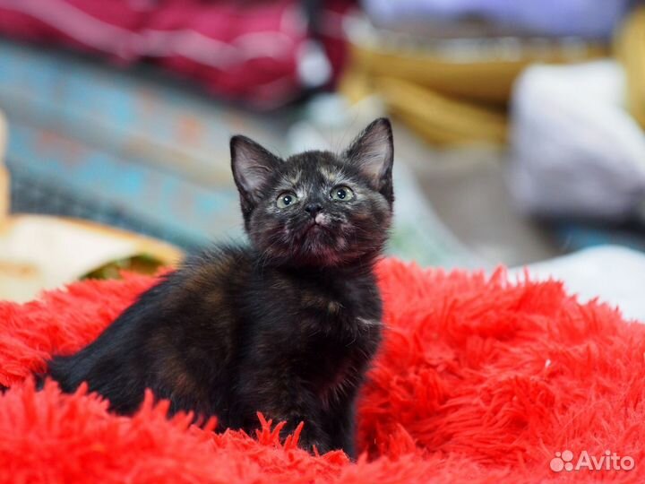 Котенок Мюсля