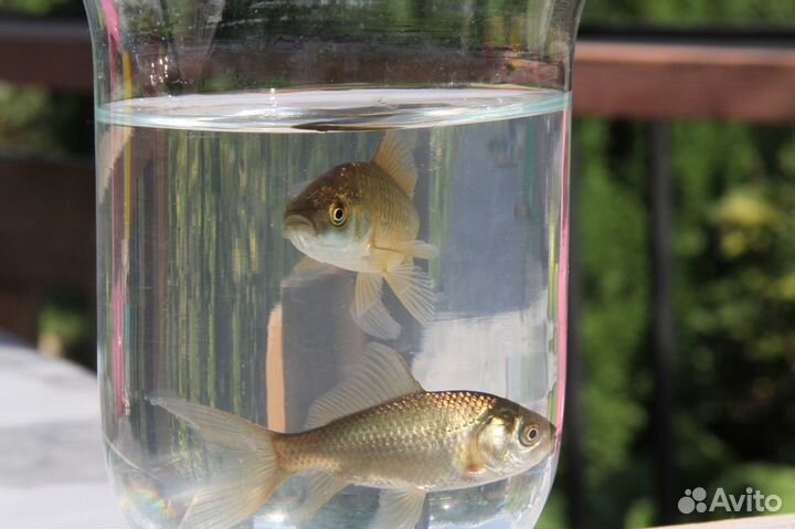 Прудовая рыба карась комета