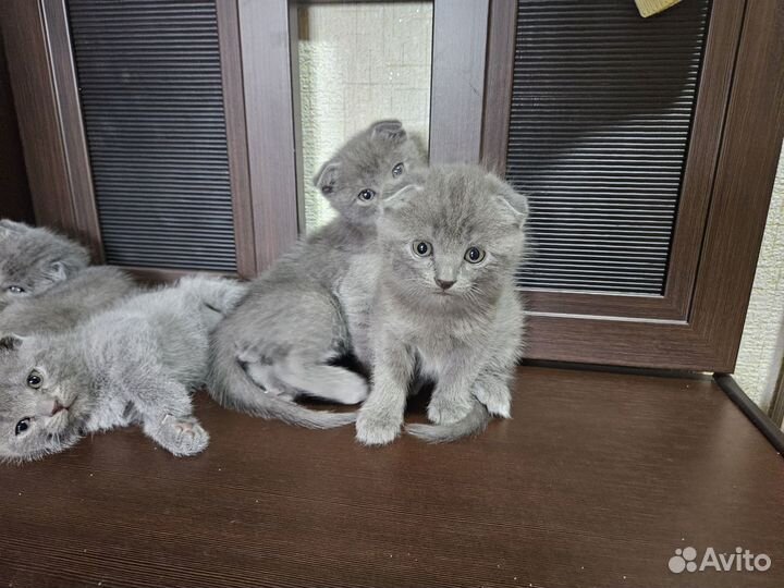 Британские вислоухие котята