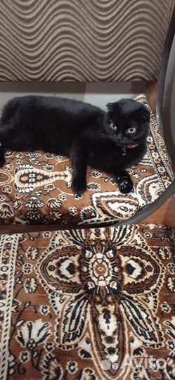 Кошки вислоухие