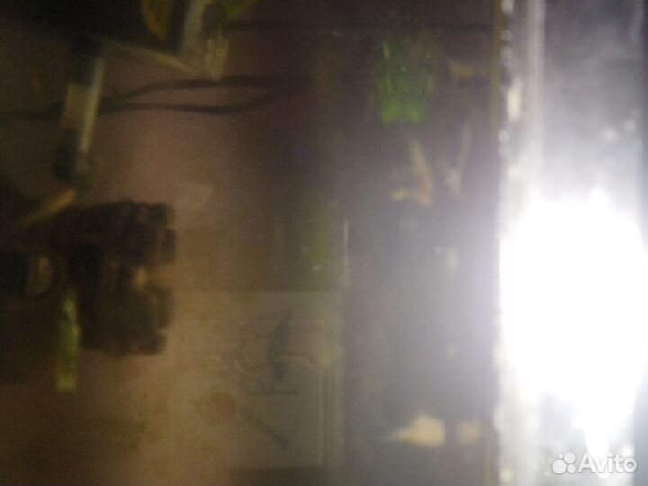 Аквариумные животные и оборудование