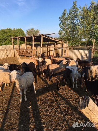 Продам овец