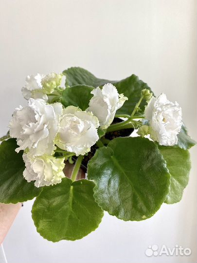 Фиалка сортовая