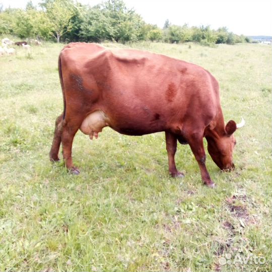 Корова стельная дойная