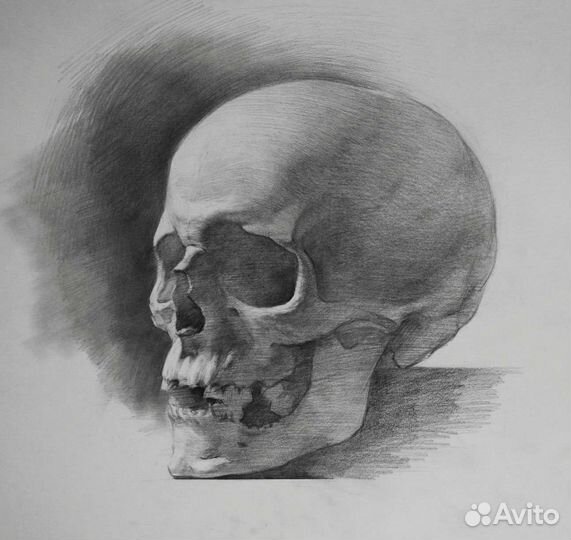 Репетитор по академическому рисунку, живописи