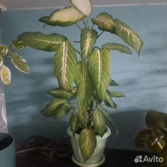 Диффенбахия