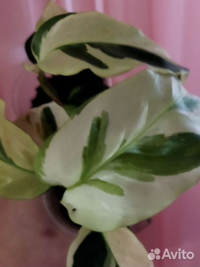 Калатея фьюжен еллоу