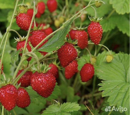 Рассада земляники Александрия