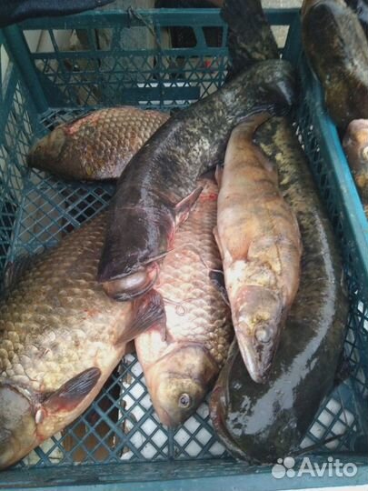 Свежая рыба