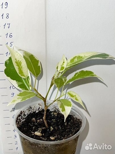 Фикусы сортовые