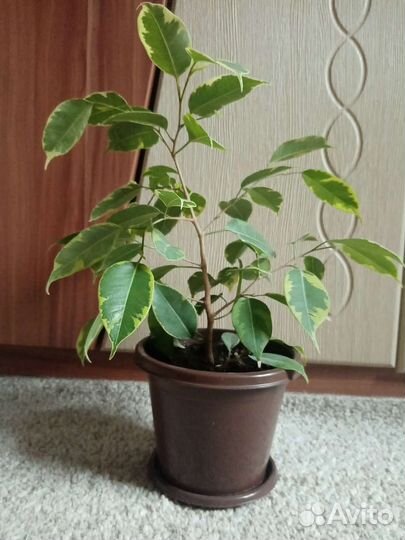 Фикус бенджамина пестролистный