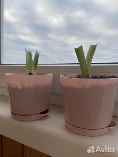 Гиппеаструм амариллис