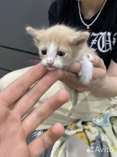 Котята в добрые руки бесплатно