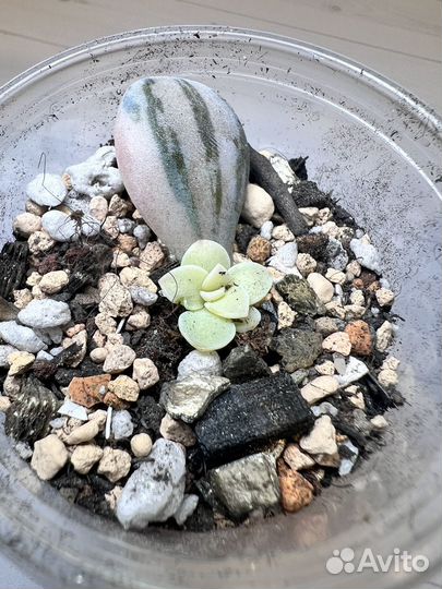 Graptopetalum superbum variegata суккуленты детки
