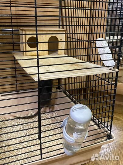 Клетка с крысами