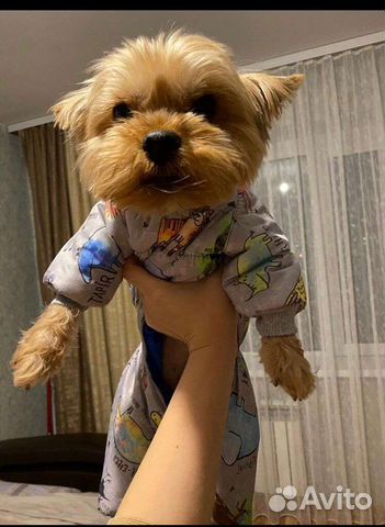 Комбинезон для мелкой породы собак