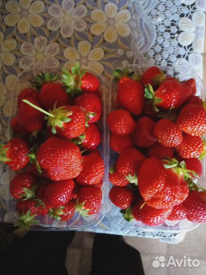 Рассада клубники