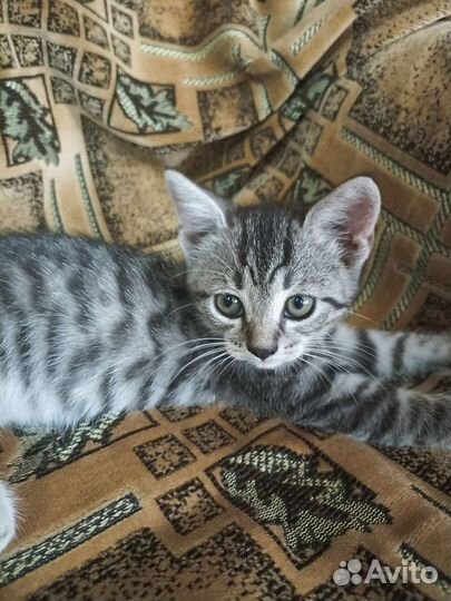 Котята ищут свой новый дом