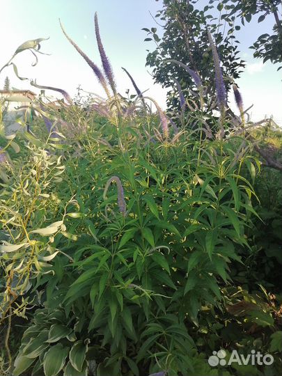 Растения заднего плана