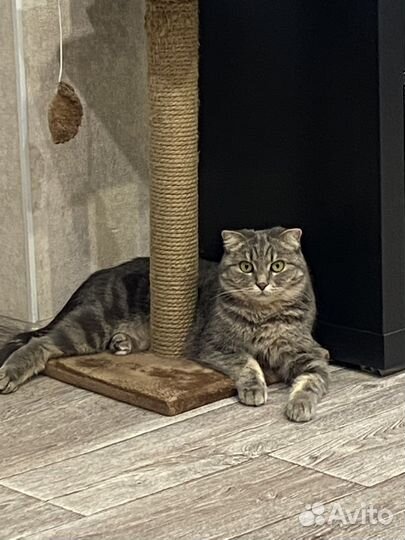 Взрослая кошка
