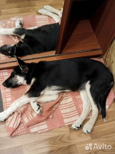 Отдам в добрые руки. Мама выше среднего роста