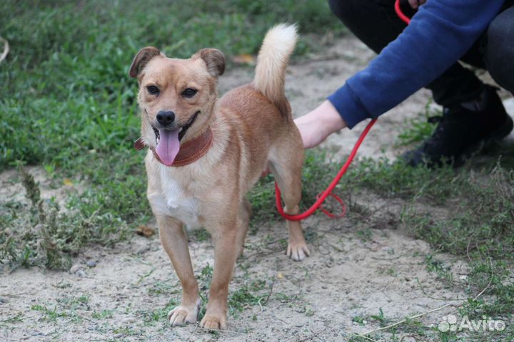 Мелкий пёс в добрые руки