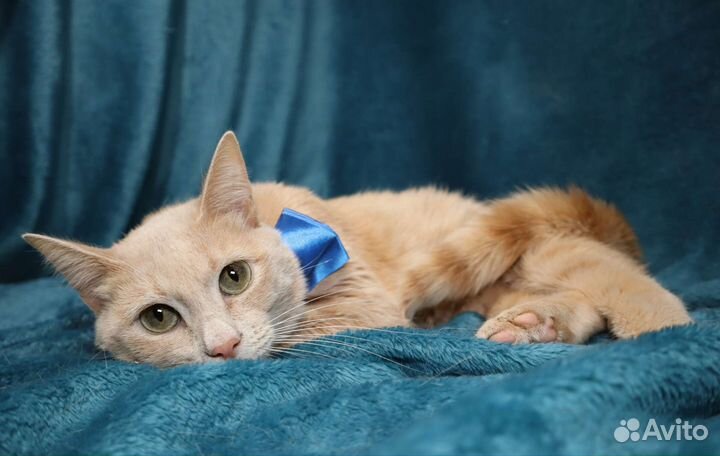 Красавец Ричи, хоть и скромняга