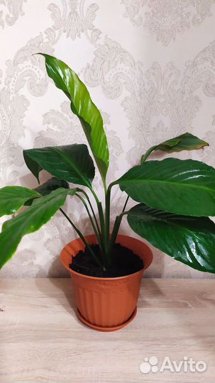 Спатифиллум