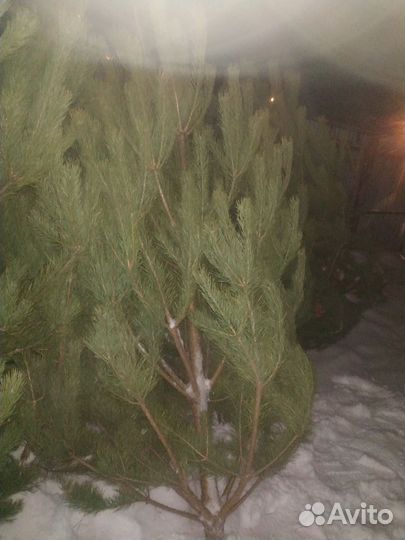 Натуральные пышные ёлочки(сосны),подставки на дом