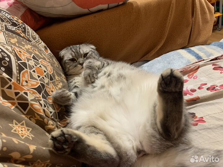 Кошка с когтеточкой