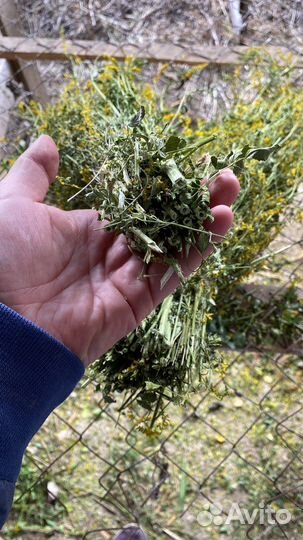 Донник, мята, полынь и другие душистые травы