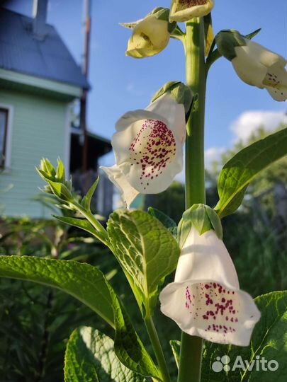 Наперстянка