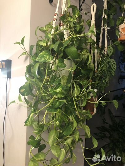 Эпипремнум золотистый