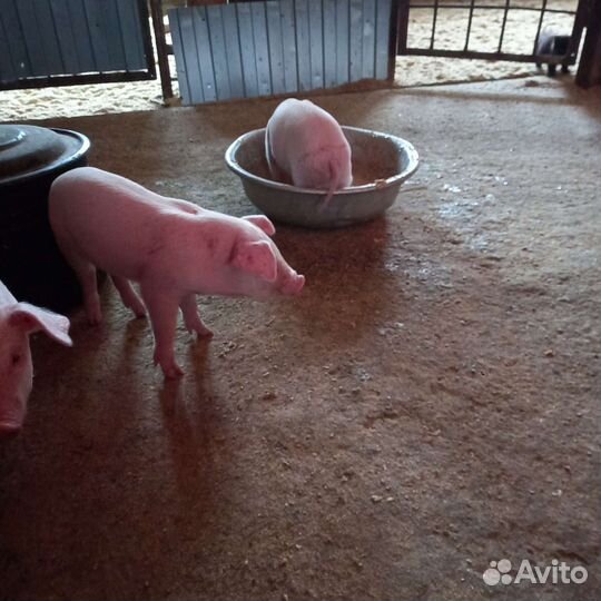 Поросята