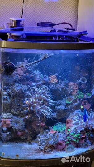 Морской аквариум 130 литров